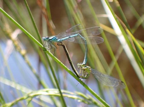 Réf. 306 695 : Coenagrion puella